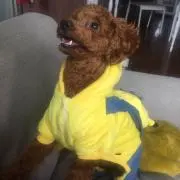 かいとんの画像