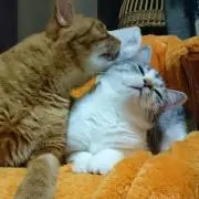 朱が猫