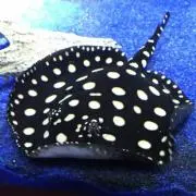 obaの画像