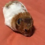 ポンタ