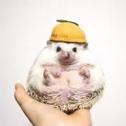 めぐみるく