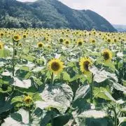 もりしーの画像
