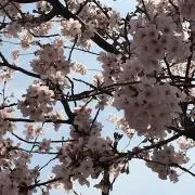 蒼井