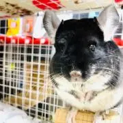 なーさの画像