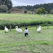ぴーの画像