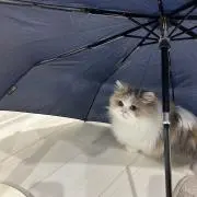 わたかすの画像