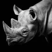 rhinocerosの画像