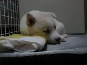 wanwanの画像