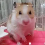 naopoohの画像