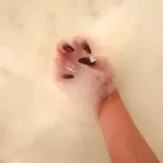 ようせいりぼんの画像