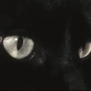 ワンワンの画像
