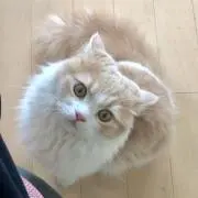 ゆきの画像