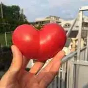 国民