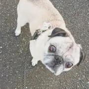 umetaroの画像