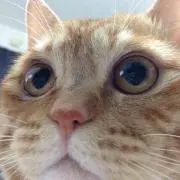 Tomo＆お猫さん