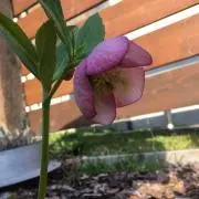 AKの画像