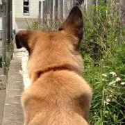 marchal8の画像