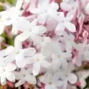 ジャスミン(プロフ必読)の画像