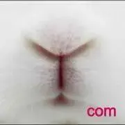comの画像