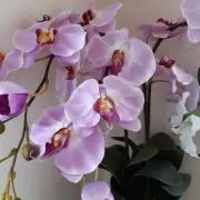 らんらんの画像