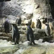 picoの画像