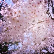 Asmの画像