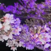 おさく（値下げ交渉大歓迎‼️)の画像