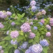 断捨離中の画像