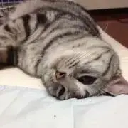 おみそ