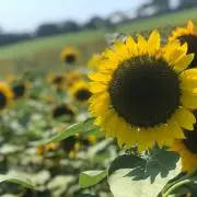 ごんちゃんの画像