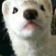 ふーすけの画像