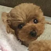 Rion