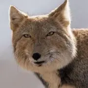 んくっお