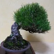 コックの画像