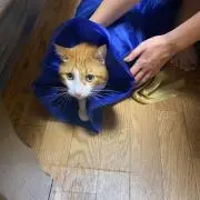 Pineの画像