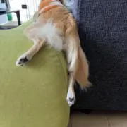 しょうたの画像