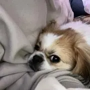 ♡の画像