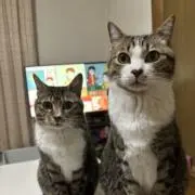 rittanの画像