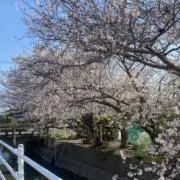 キキの画像