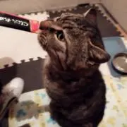 てぴの画像