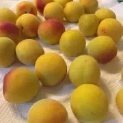 umeko120の画像