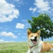 ユウ