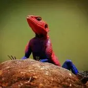 スパイダーマン,プロフ必読
