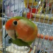 キイロインコ