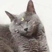 チョコシュウマイの画像