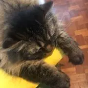 hanana