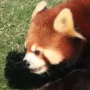 こゆずの画像
