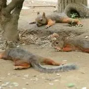 だる※プロフ見て下さい