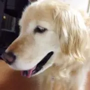ゴールデンの画像