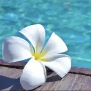 プルメリアの画像